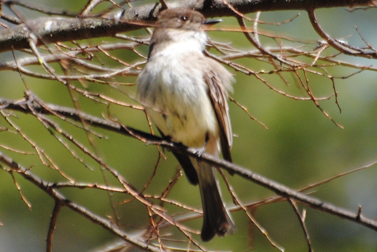 Eastern Phoebe - Bryan Sharp