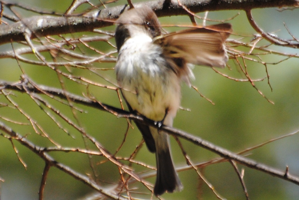 Eastern Phoebe - ML464631331