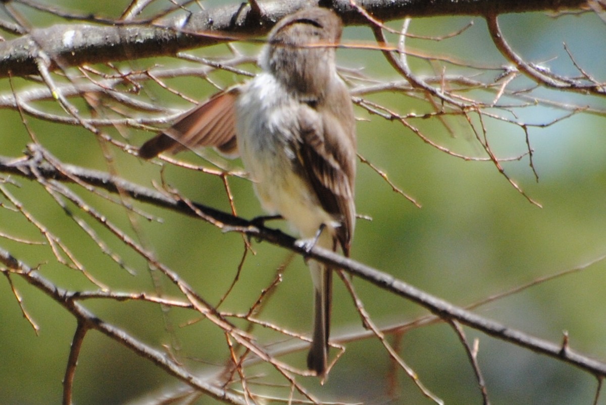 Eastern Phoebe - Bryan Sharp