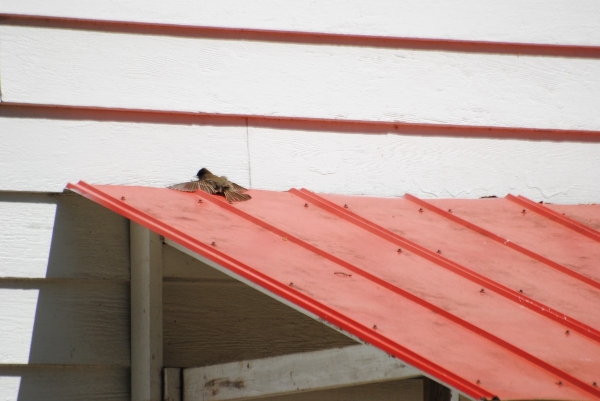 Eastern Phoebe - Bryan Sharp