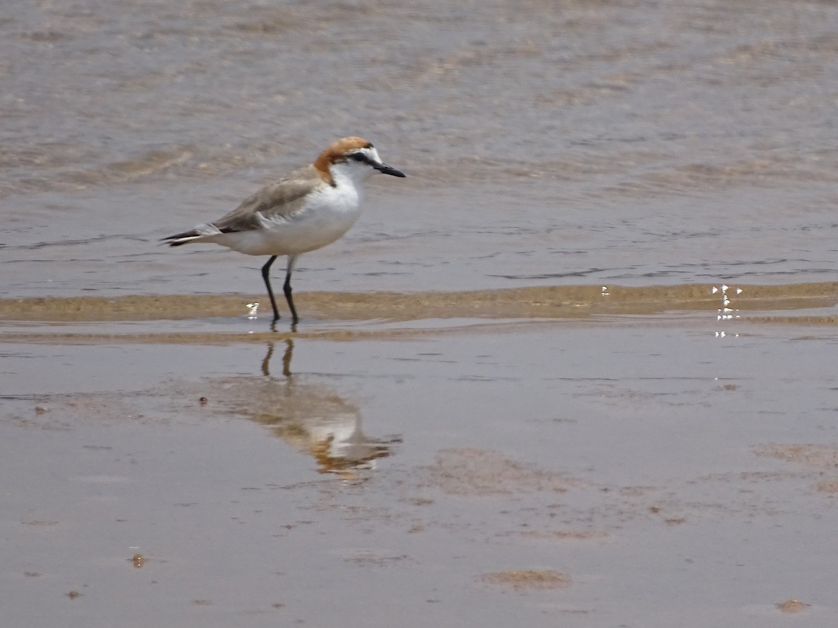 Red-capped Plover - ML464631491