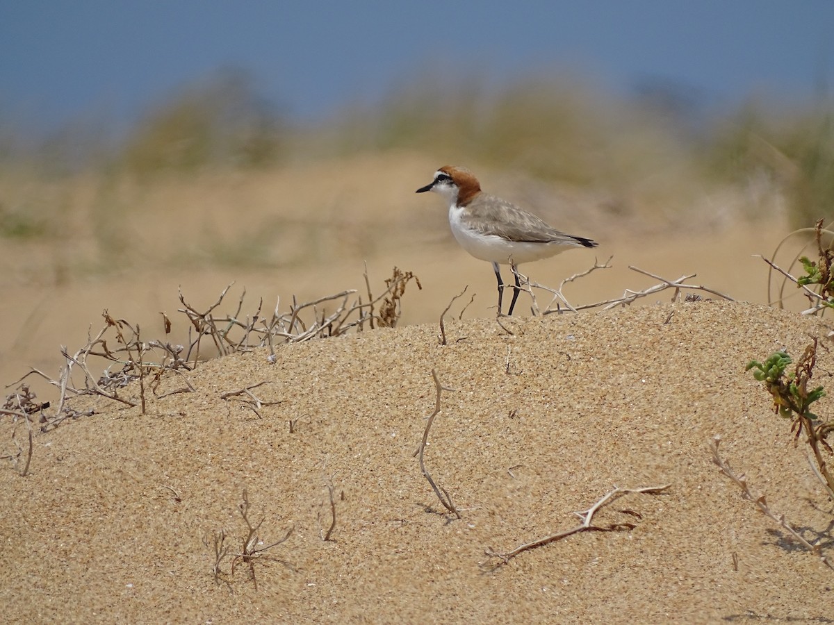 Red-capped Plover - ML464631611