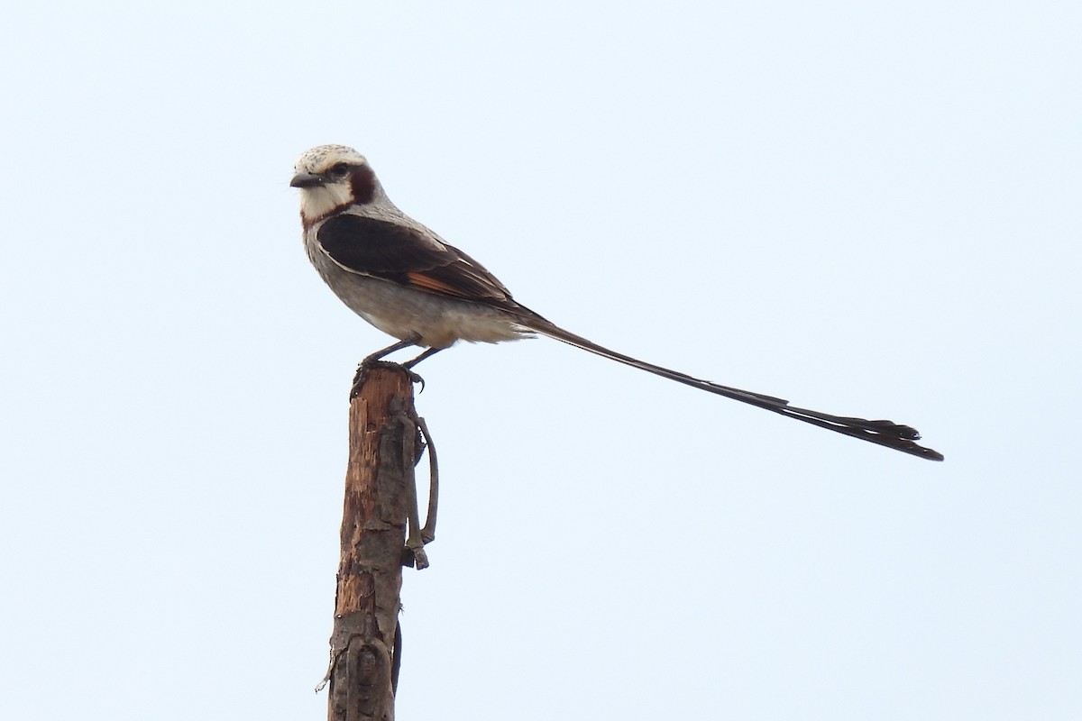 Streamer-tailed Tyrant - ML464633591