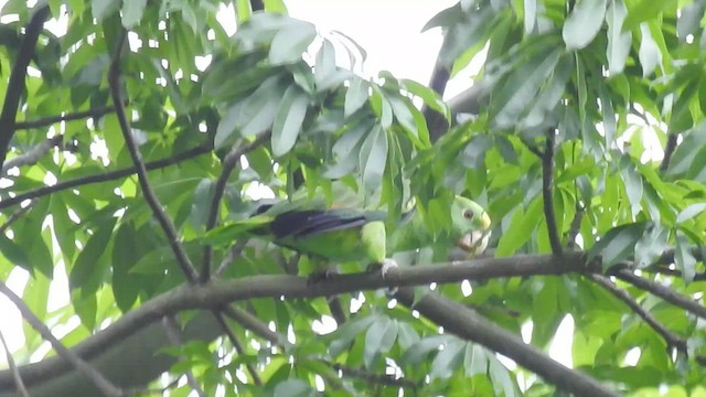 Yellow-headed Amazon - ML464634301