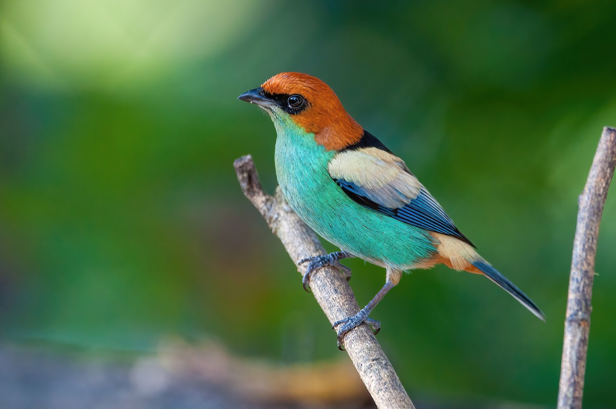 Black-backed Tanager - Raphael Kurz -  Aves do Sul