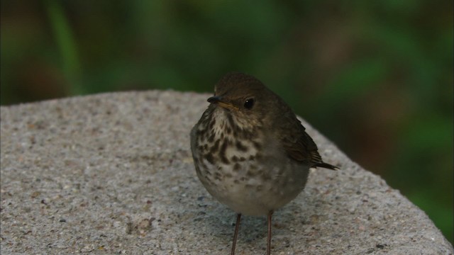 Hermit Thrush - ML464636