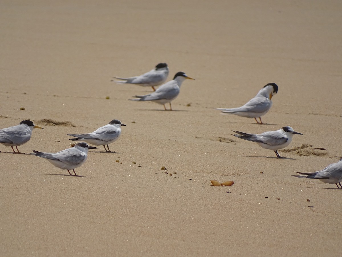 Хурган хараалай - ML464636721