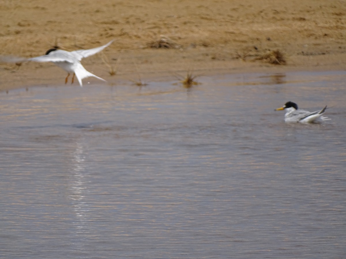 Хурган хараалай - ML464636731