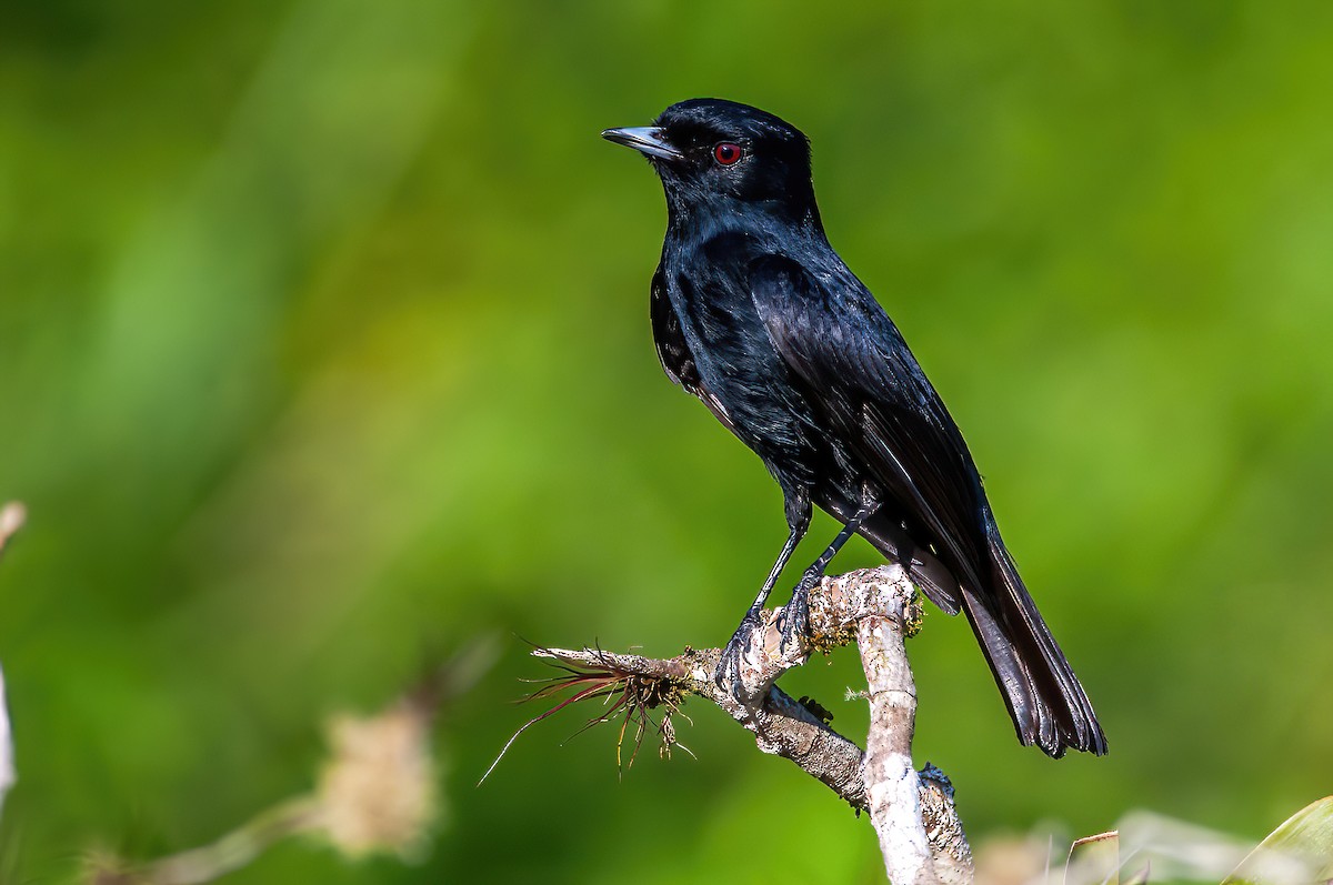 Velvety Black-Tyrant - Raphael Kurz -  Aves do Sul