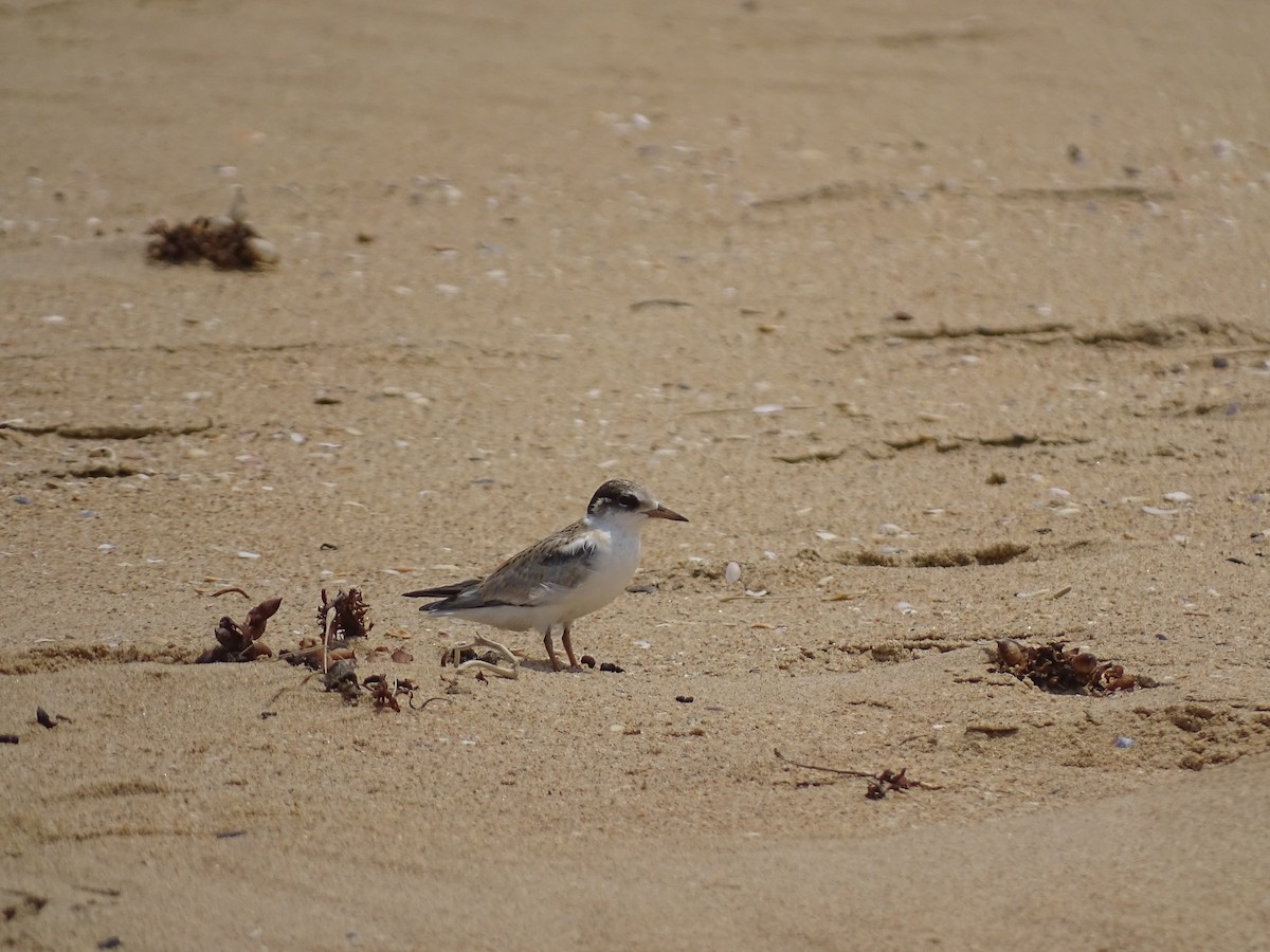 Хурган хараалай - ML464636781