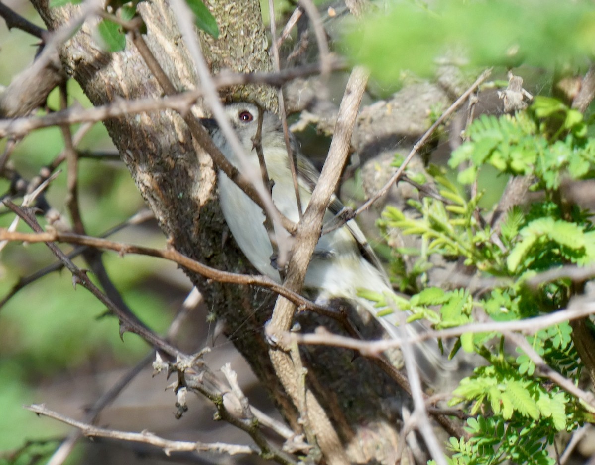 Dwarf Vireo - Mary Jane Gagnier