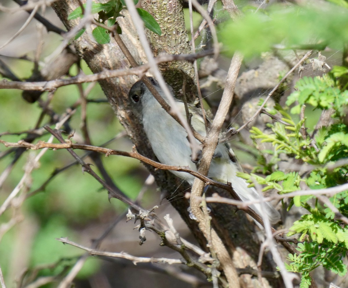 Dwarf Vireo - Mary Jane Gagnier