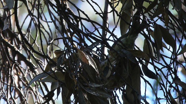 Hutton's Vireo (Interior) - ML464640