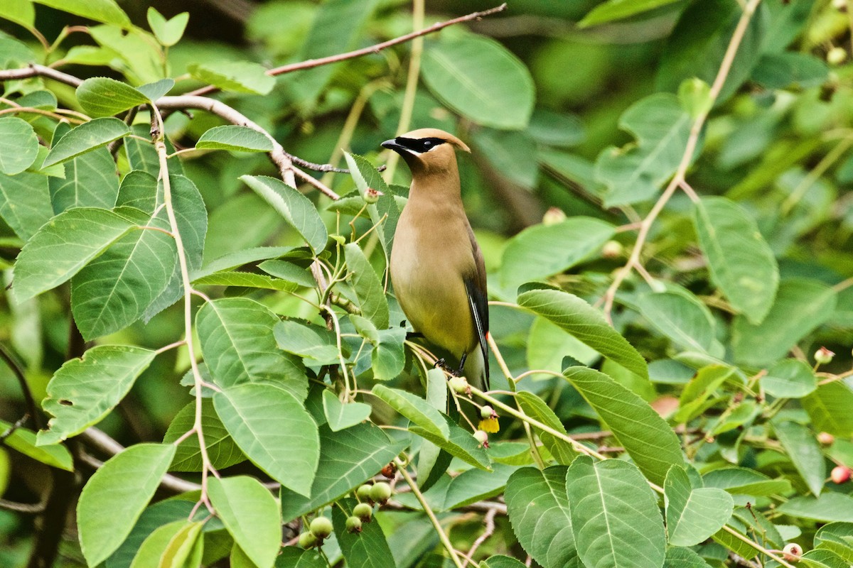 Cedar Waxwing - ML464640881