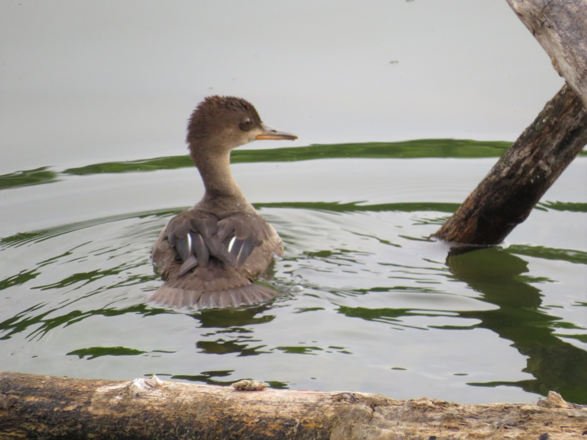 Hooded Merganser - ML464642041