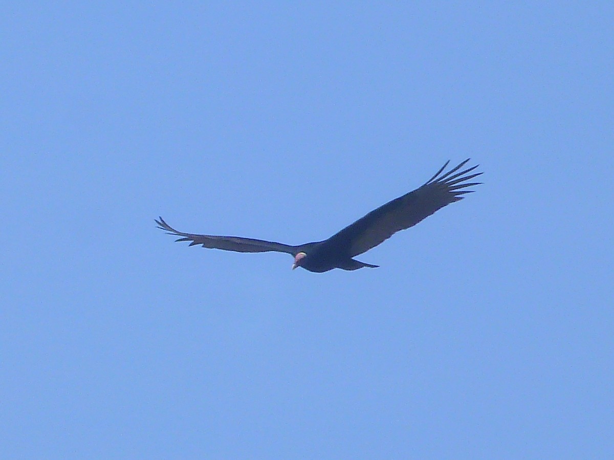 Urubu à tête rouge - ML464642791