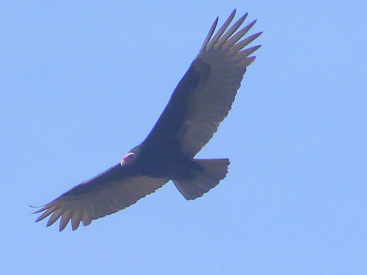 Urubu à tête rouge - ML464642841