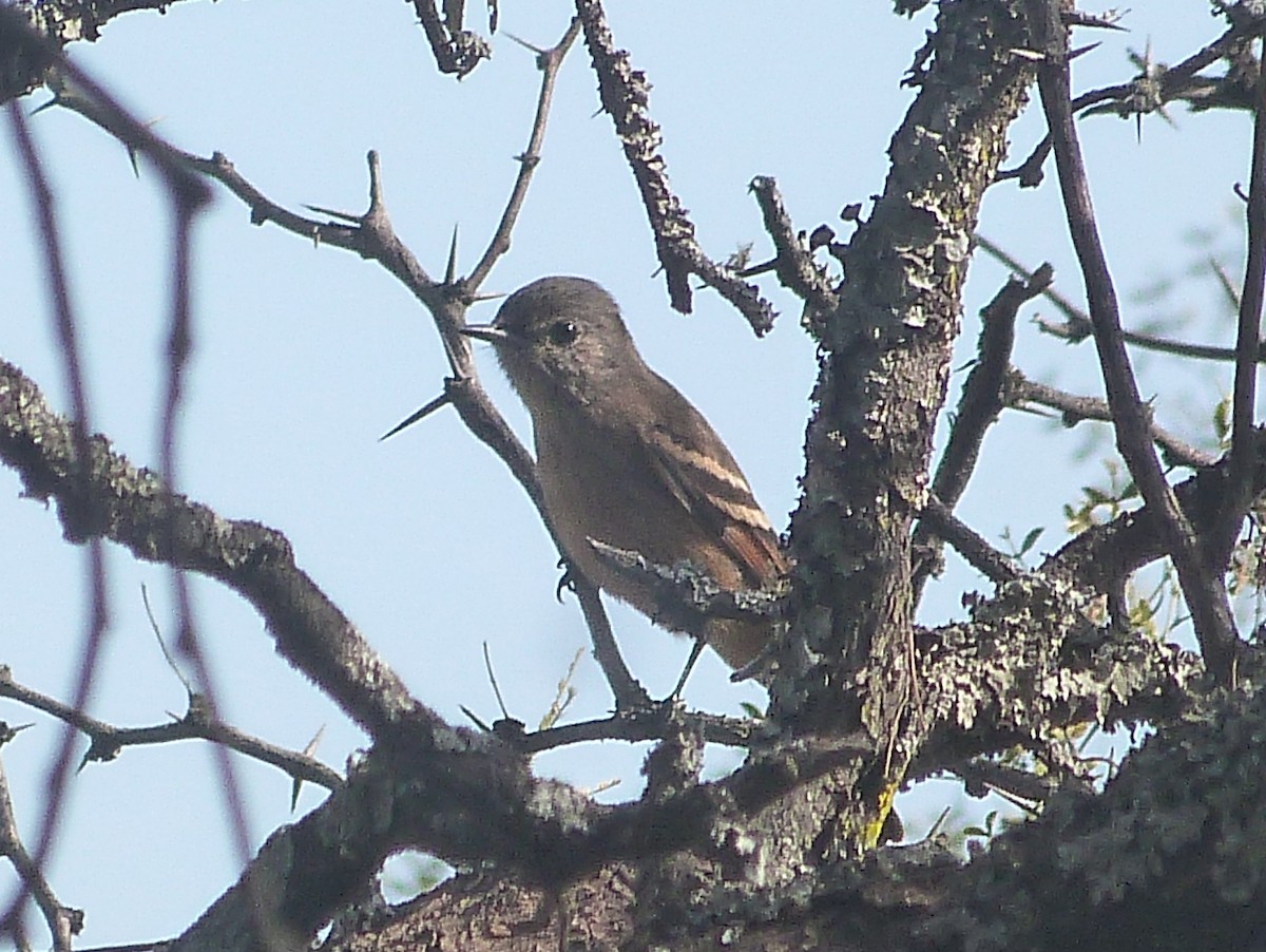 White-winged Black-Tyrant - ML464642901