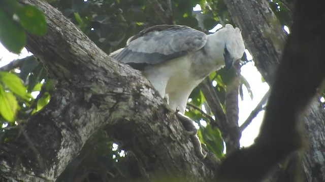 Harpy Eagle - ML464644721