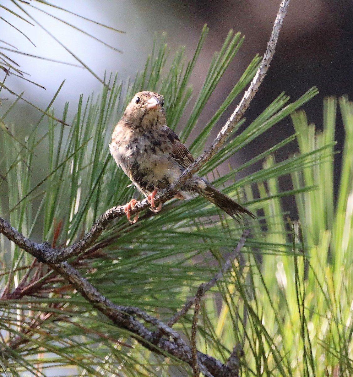 Bachman's Sparrow - ML464645471