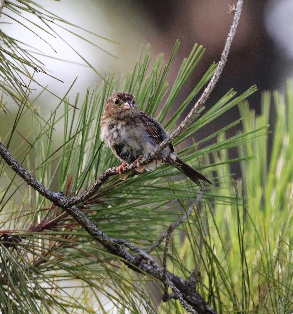 Bachman's Sparrow - ML464645501