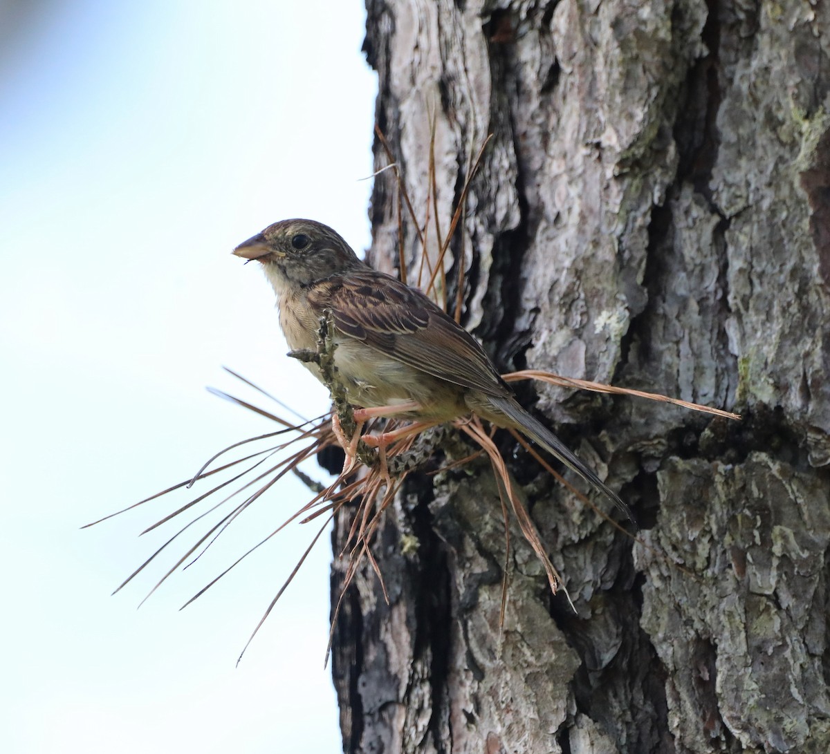 Bachman's Sparrow - ML464645601