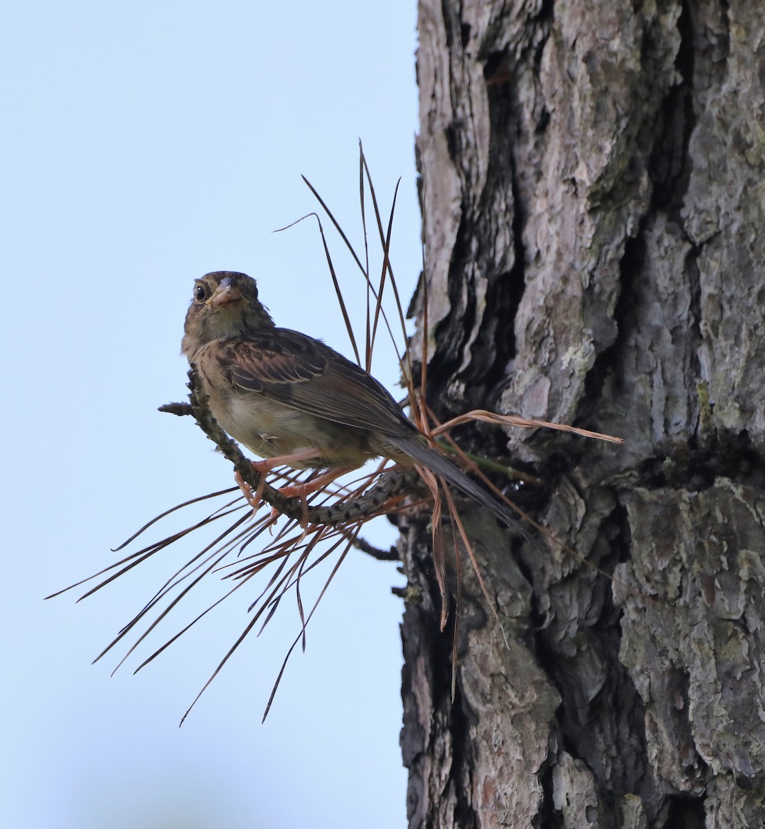 Bachman's Sparrow - ML464645621