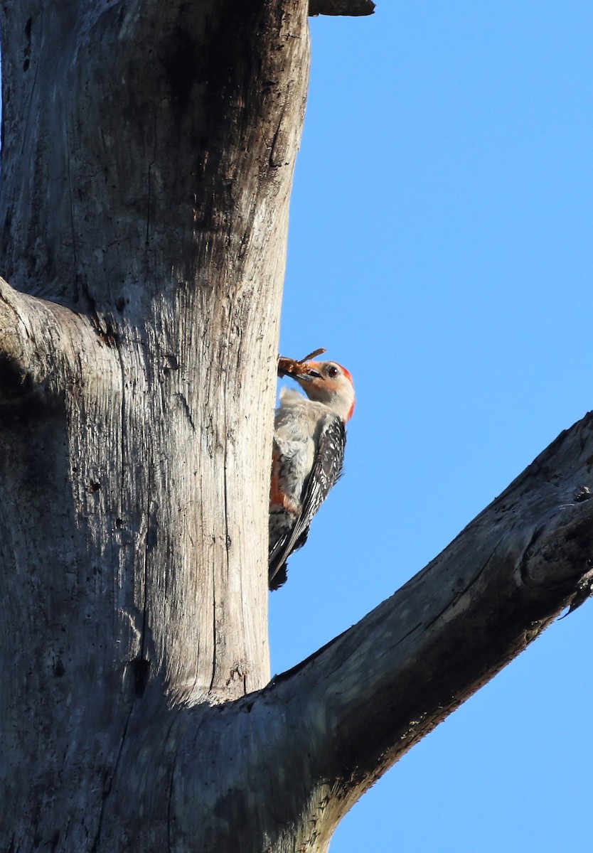 Red-bellied Woodpecker - ML464645821