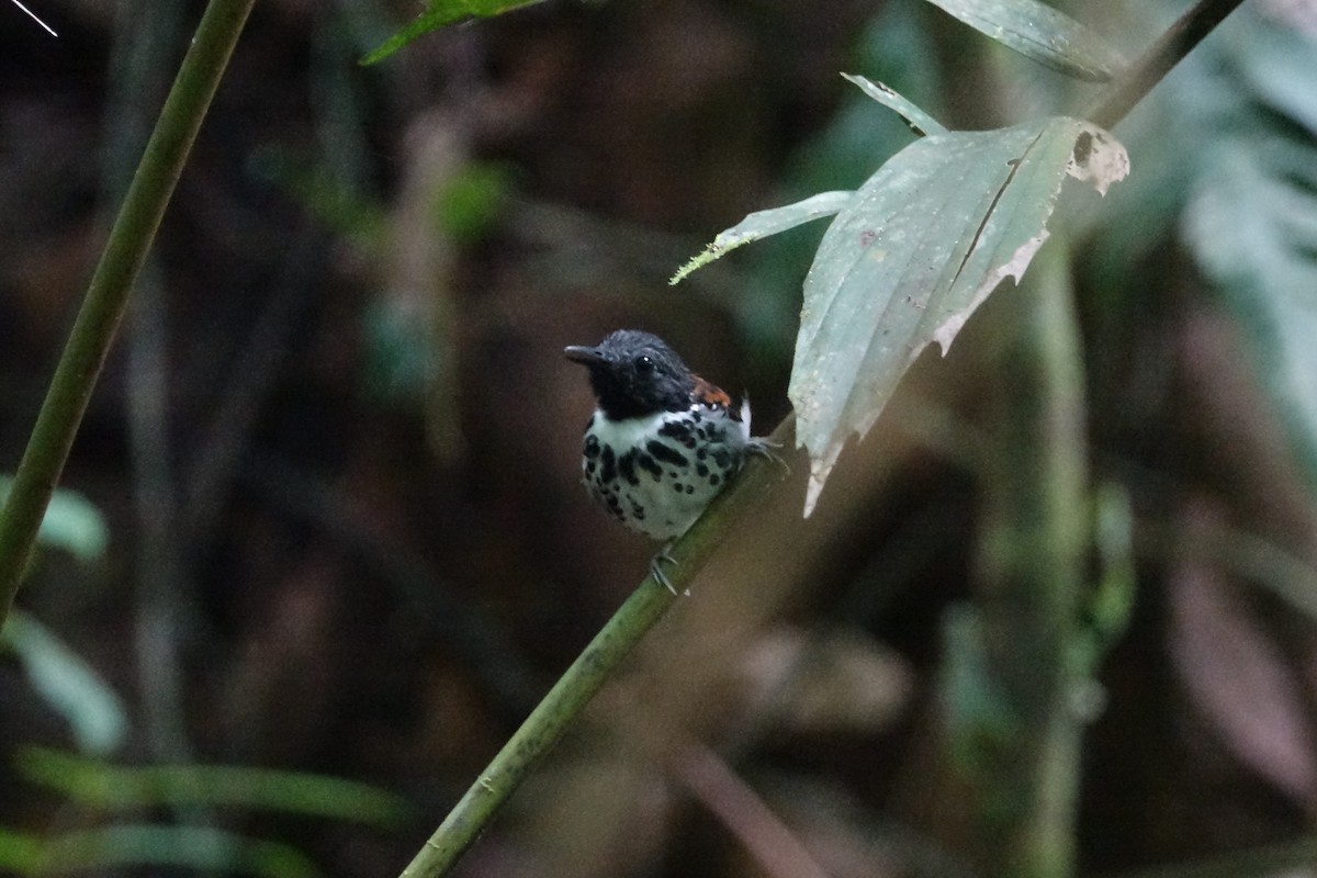 Spotted Antbird - Daniel Pacheco Osorio