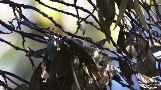 Hutton's Vireo (Interior) - ML464647