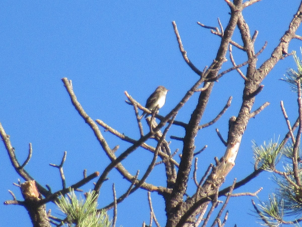 Western Wood-Pewee - ML464647041