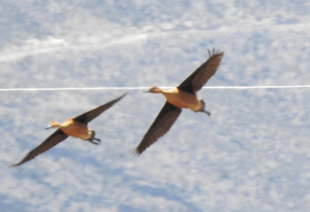 Fulvous Whistling-Duck - ML464648421