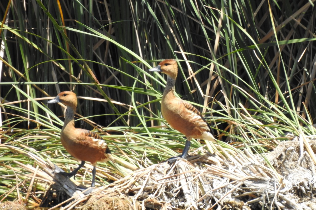 Fulvous Whistling-Duck - ML464648441