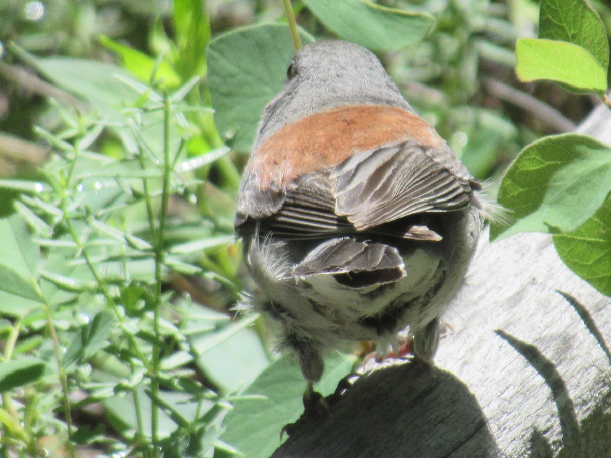 Dark-eyed Junco - ML464648741