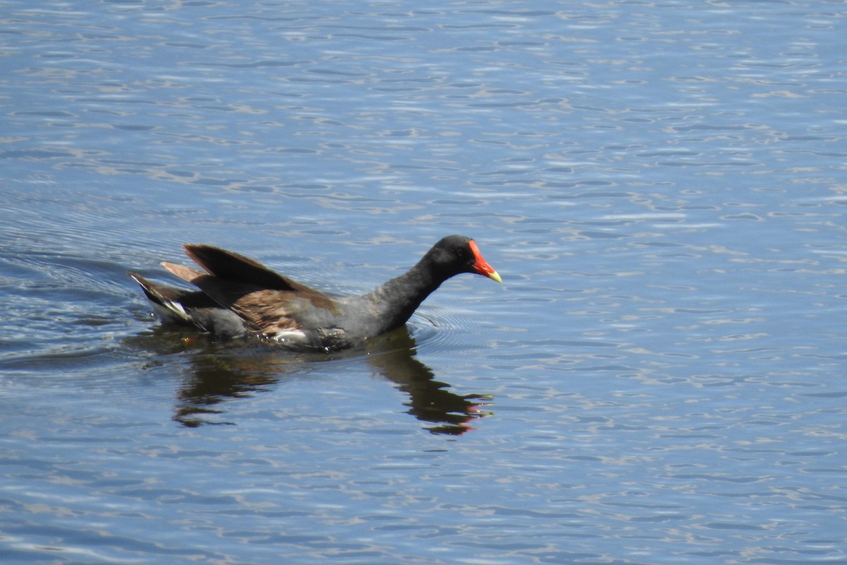 Common Gallinule - ML464649211