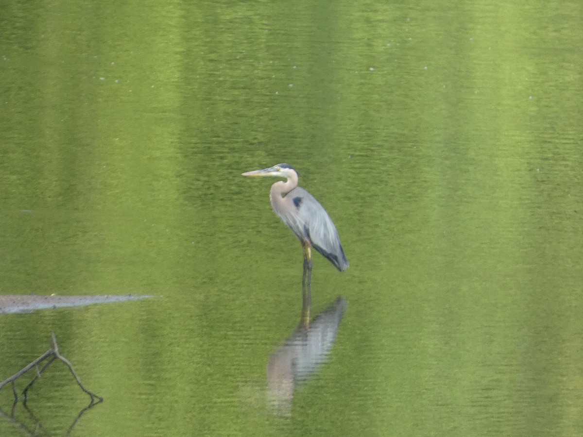 Great Blue Heron - ML464649441