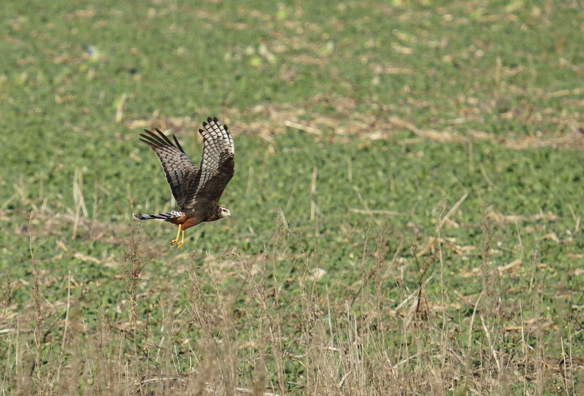 Long-winged Harrier - Adrian Antunez