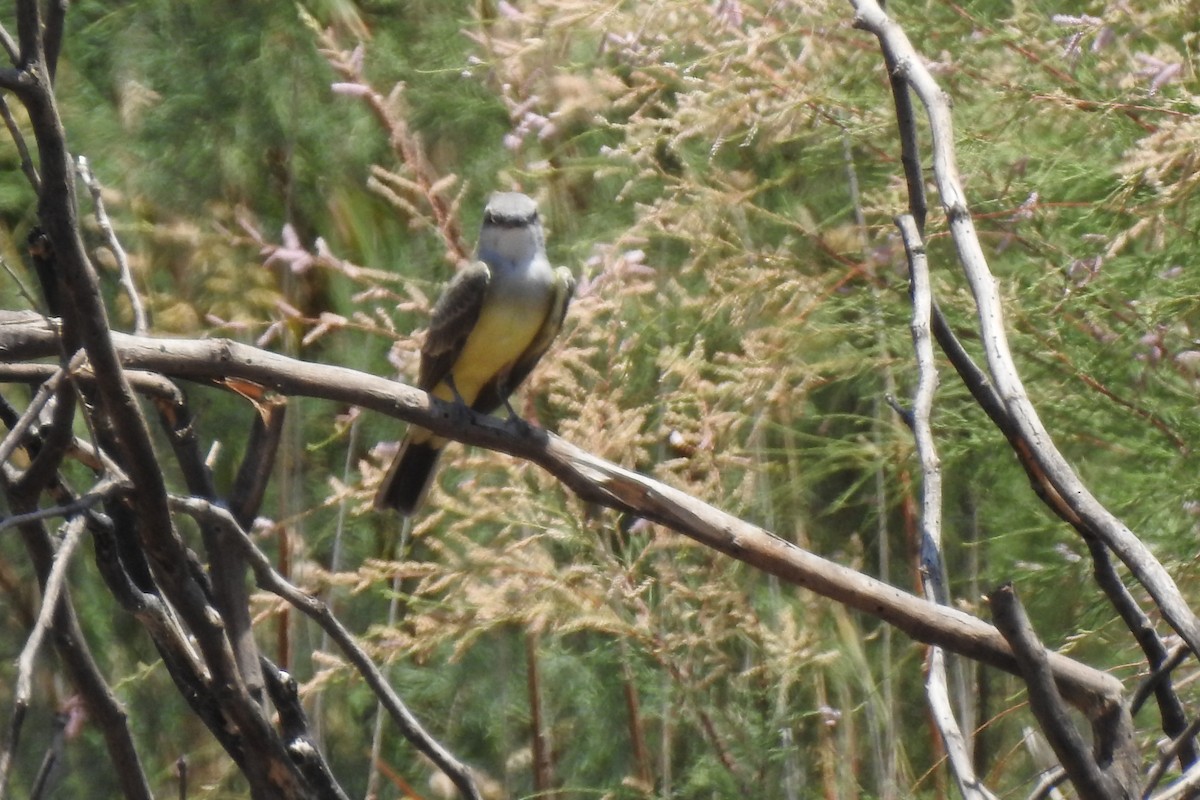 Western Kingbird - ML464650941