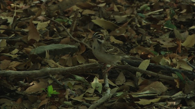 Lark Sparrow - ML464651