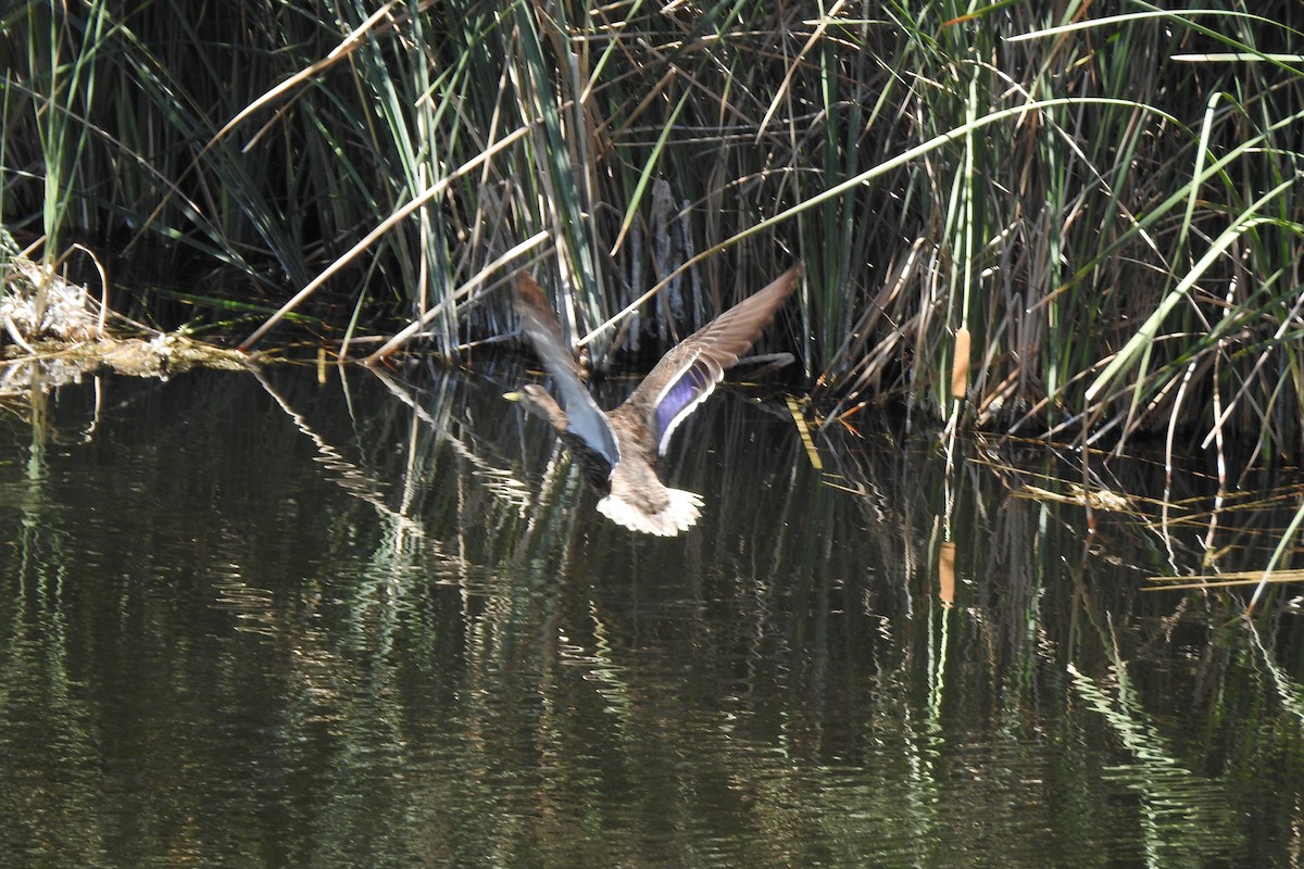 Mexican Duck - ML464651031