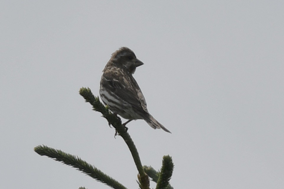 Purple Finch - ML464651591