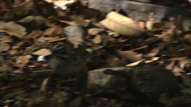 Lark Sparrow - ML464652