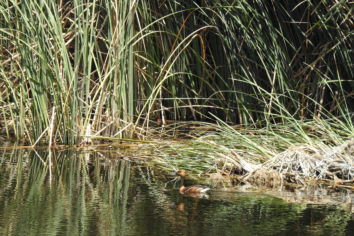 Fulvous Whistling-Duck - ML464652111