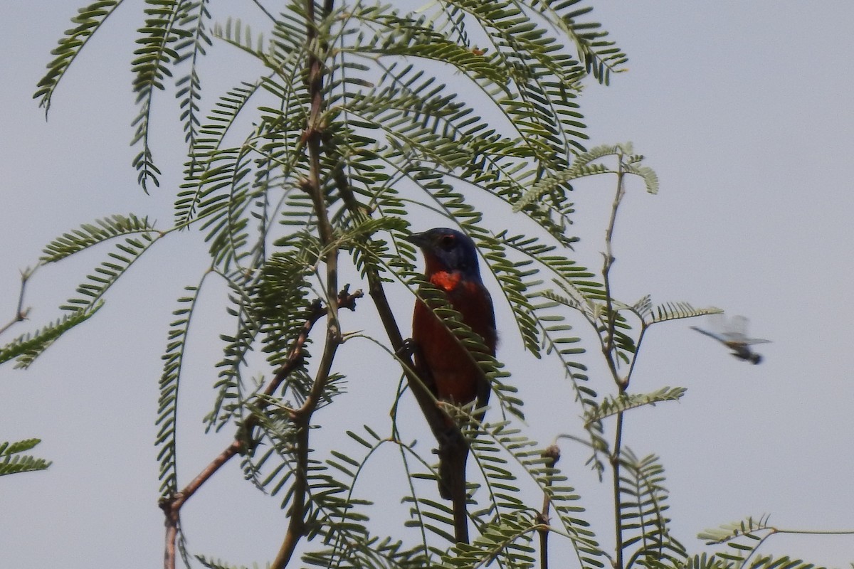 Painted Bunting - ML464652381