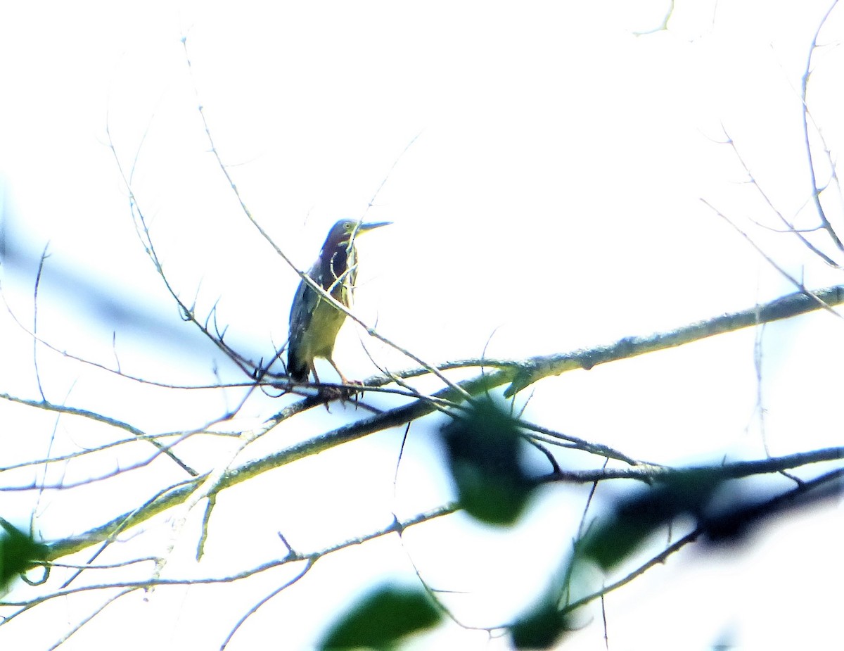 Green Heron - ML464653031