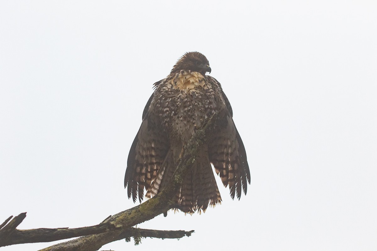 Red-tailed Hawk - R M