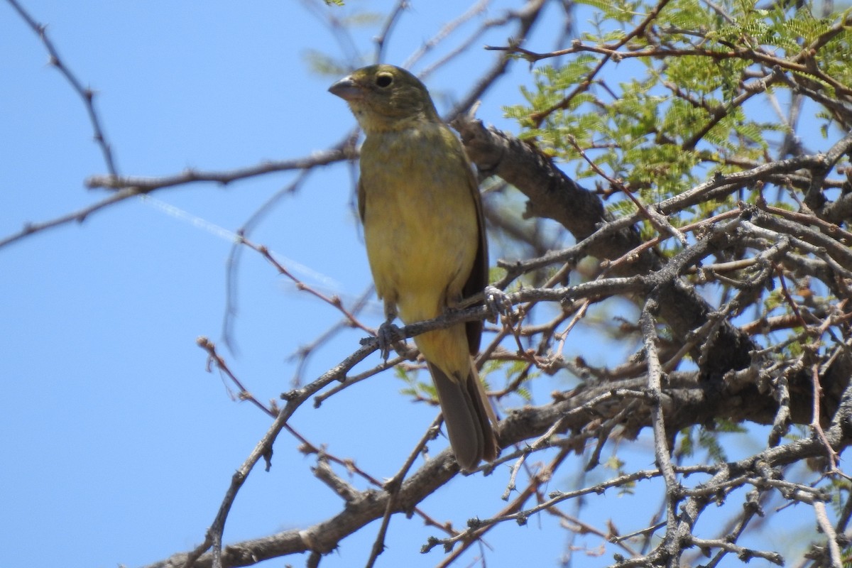 Painted Bunting - Ana Rios