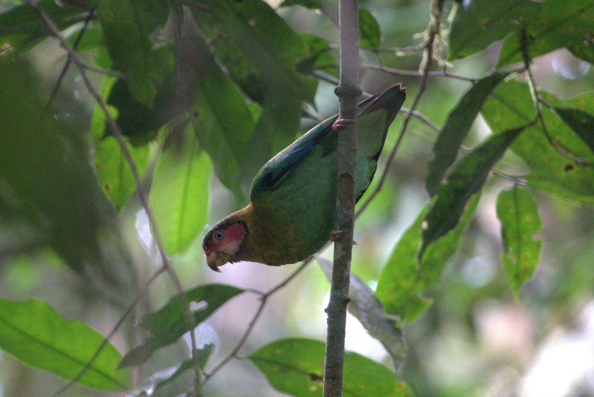 Rose-faced Parrot - Daniel Pacheco Osorio