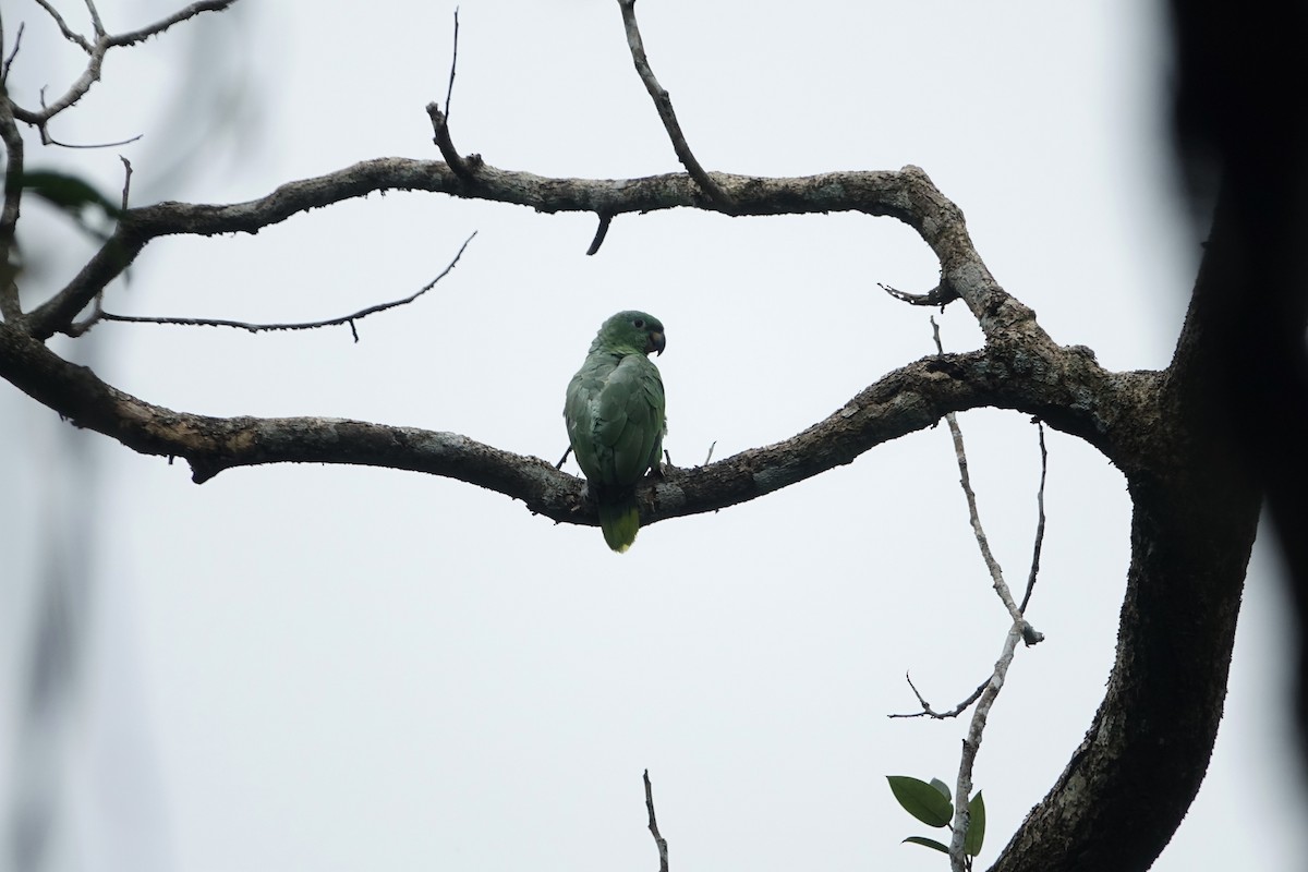 Mealy Parrot - ML464655001