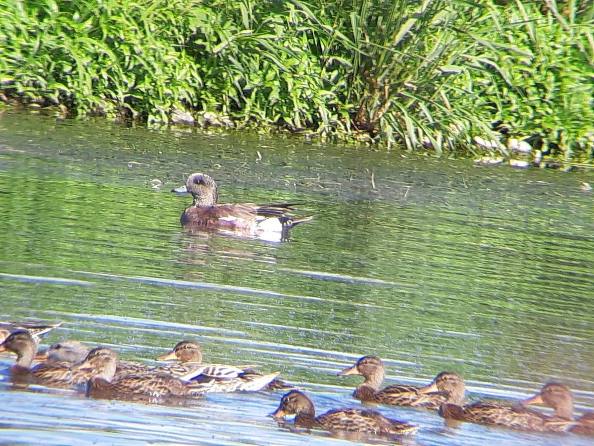 American Wigeon - ML464655171